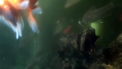 Aquarium ikan air tawar