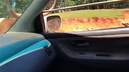 TRY NOT TO LAUGH Funny Videos Funniest Reaction When Kids Meet Animals 2024