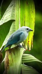 beautiful colorful birds