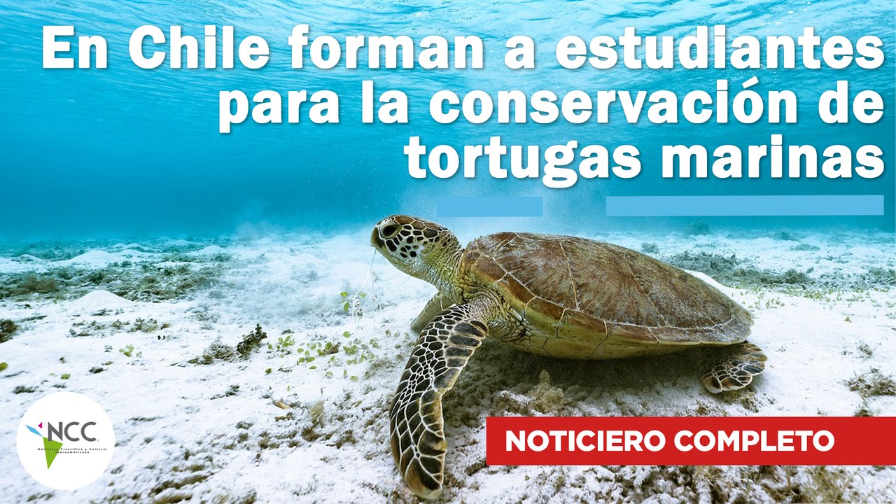 En Chile forman a estudiantes para la conservación de tortugas marinas | 710 | 25 nov. - 1 dic. 2024