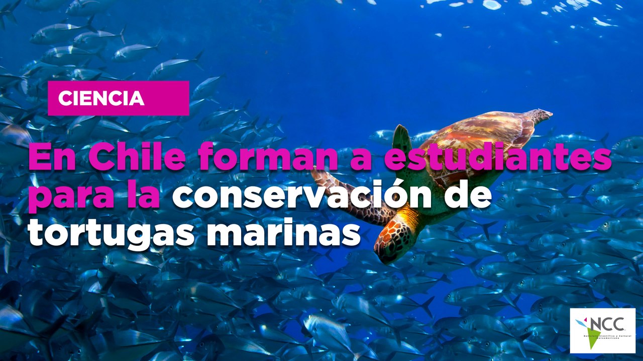 En Chile forman a estudiantes para la conservación de tortugas marinas