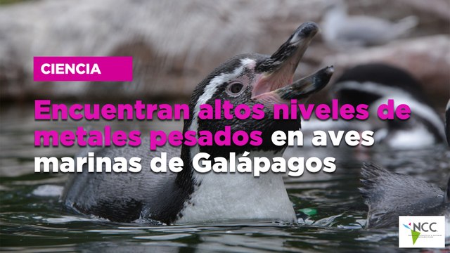 Encuentran altos niveles de metales pesados en aves marinas de Galápagos