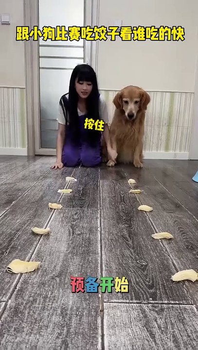 Compete with a puppy in eating dumplings Yuanbao, I will help you, I will help you, Douyin assis