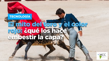 El mito del toro y el color rojo: ¿qué los hace embestir la capa?