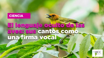 El lenguaje oculto de las aves: sus cantos como una firma vocal