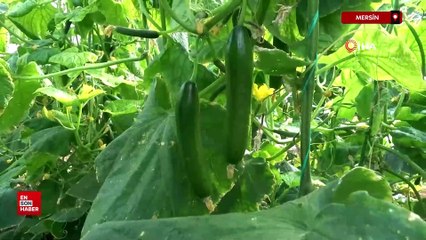 Mersin'de salatalık üreticisinin yüzünü güldürdü