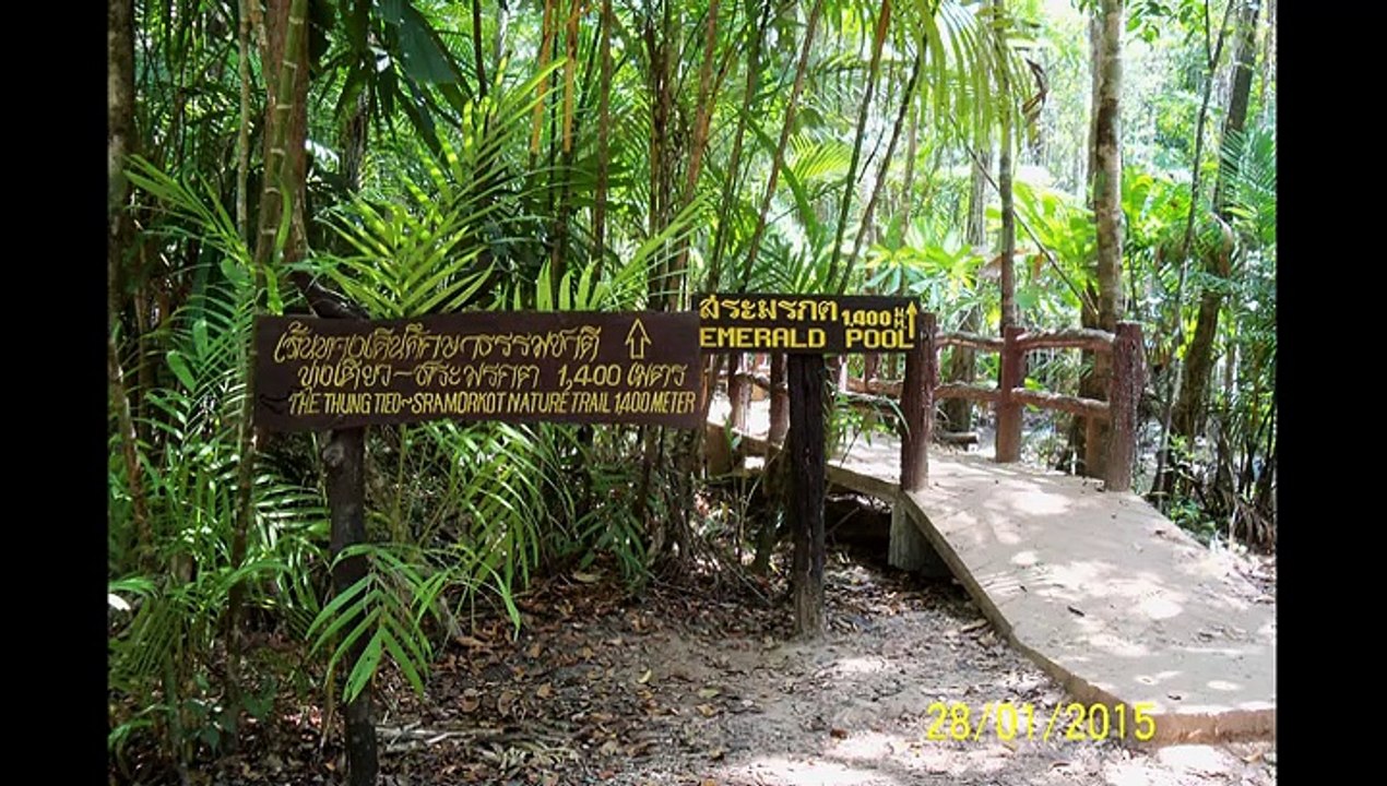 Une jungle sans oiseaux par muphi6666