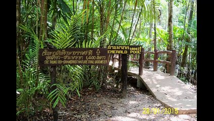 Une jungle sans oiseaux par muphi6666