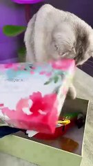 Birthday gift 🎁 _cat _cats(360P)