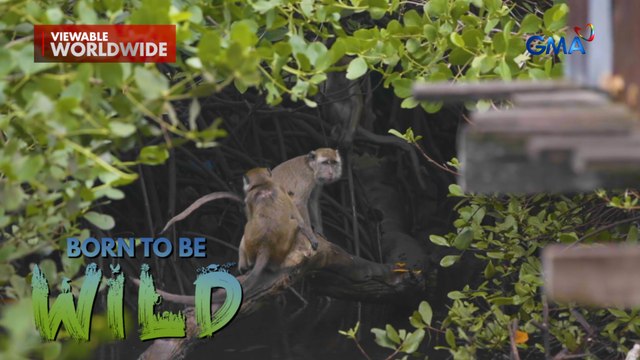 Grupo ng ng mga unggoy, problema ng isang komunidad sa Basilan! | Born to be Wild