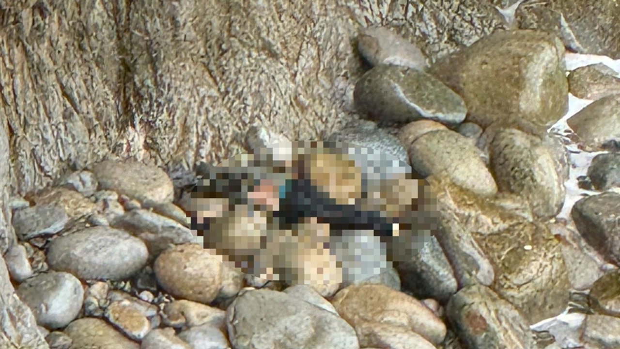 Bất chấp nguy hiểm đi đào cây cảnh, người đàn ông rơi xuống vách núi tử vong thương tâm | VTC Now