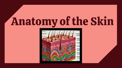 Types of Epithelium in Skin | Complete Detailed Lecture
