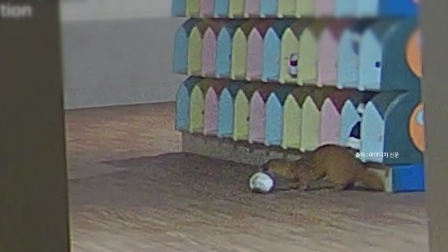 [나우쇼츠] 유치원 신발을 훔쳐간 범인...잡고 보니 족제비? / YTN