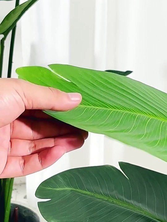 Mua cây chuối giả vận chuyển toàn quốc, chất lượng cao, decor sang trọng, bảo hành lâu dài | Tư vấn miễn phí ngay