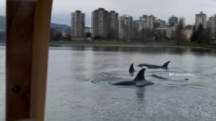 [나우쇼츠] 밴쿠버 도심 속에서 페리 타고 만난 범고래 무리 / YTN