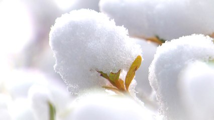 [영상] 올겨울 첫눈...겨울왕국 세상 / YTN