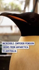 Emperor Penguin Swims from Antarctica to Australia