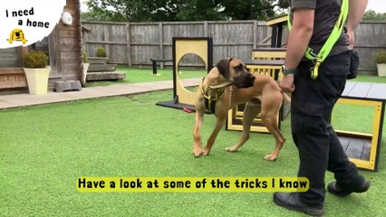 76cm-tall joyful Great Dane Cross looking for his forever home