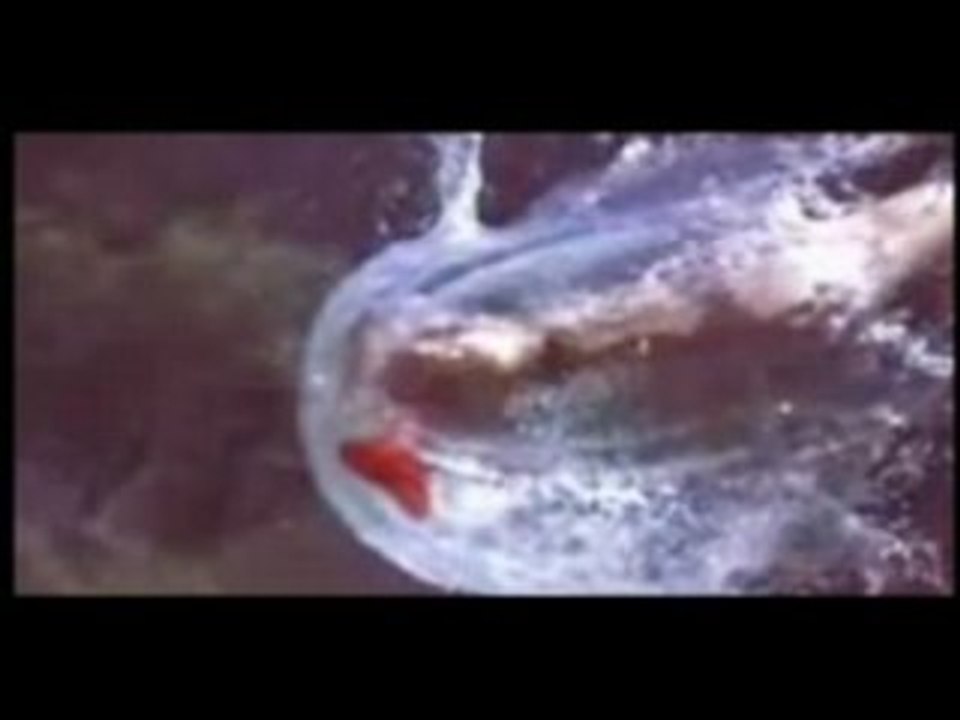 PODRIM (DJ-Copix AMV 014) : Time goes by ...