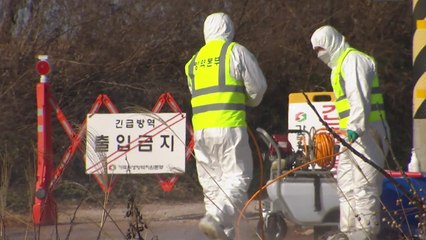 전남 영암 농장서 AI 항원 확인...고병원성 여부 확인 중 / YTN