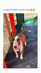 Funny animal videos 😹🤣 #funnyanimals #pet #cat #dog #cute #animals