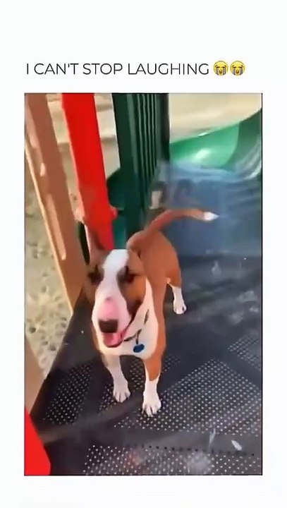 Funny animal videos 😹🤣 #funnyanimals #pet #cat #dog #cute #animals