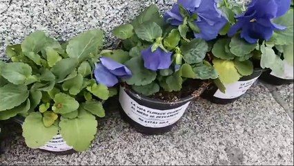 Actos contra la violencia de género