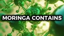 Moringa Plant Nutrients For Your Health