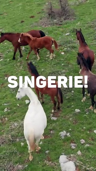 LA PHYSIQUE des chevaux dans Skyrim! #science #maths #physique #skyrim