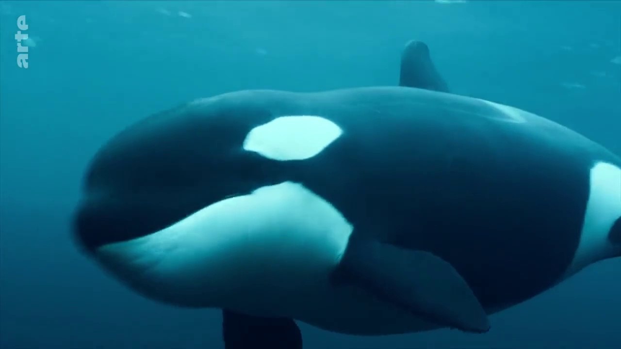 Les orques, souveraines des mers