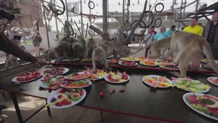 Caged monkeys offered annual banquet in Thailand's Lopburi following crackdown