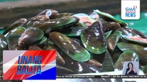 BFAR red tide toxin advisory | Unang Balita