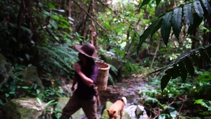EP.207 - Descubra outro chá precioso na floresta, Growing Wild Vegetables