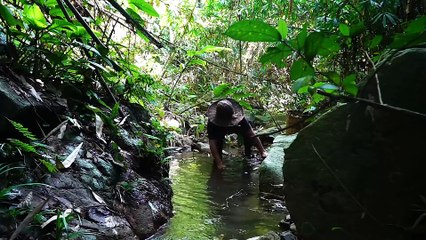 EP.208 - Muita comida selvagem no riacho, Pesque e cozinhe