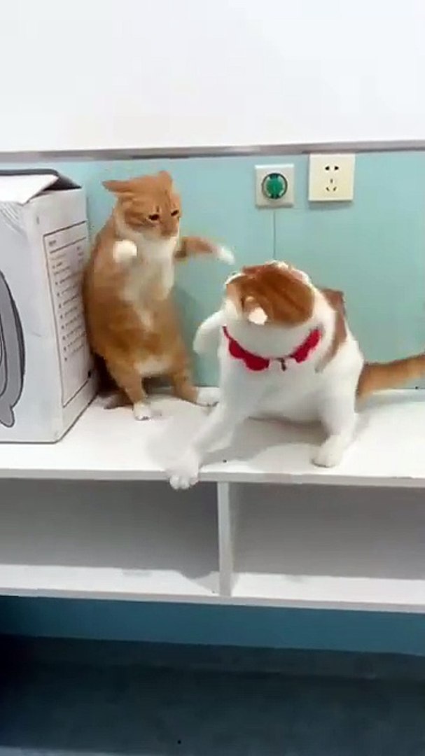 ⁣Cat vs Cat fight