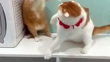 Cat vs Cat fight