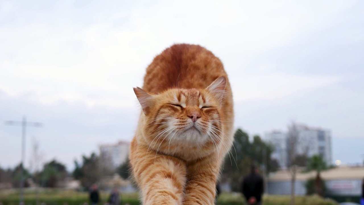 A beautiful cat.
