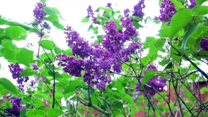 ACT AS IF EVERYTHING ALWAYS WORKS OUT FOR YOU - NEVILLE GODDARD