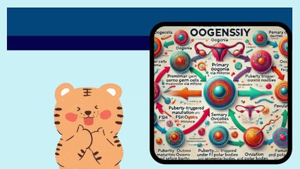 Oogenesis Explained: Stages & Process 🥚