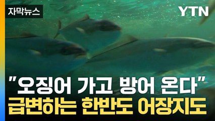 [자막뉴스] 동해 점령한 난류성 어종...뒤바뀐 한반도 어장 지도 / YTN