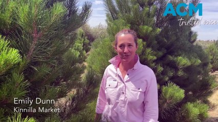 Kinnilla Market Christmas tree tips