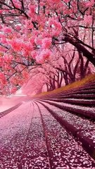 Bunga Sakura di Jepang