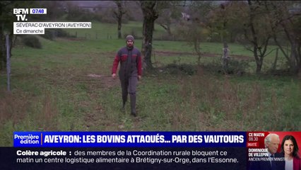 Dans l’Aveyron, des agriculteurs sont victimes d'attaques de vautours sur leurs élevages