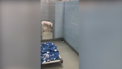 Esta perra abandonada por romper las gafas de sus dueños acaba con el mejor de los regalos