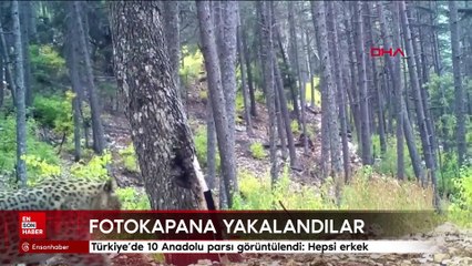 Türkiye'de 10 Anadolu parsı görüntülendi: Hepsi erkek