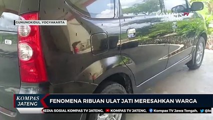 Fenomena Ribuan Ulat Jati Meresahkan Warga