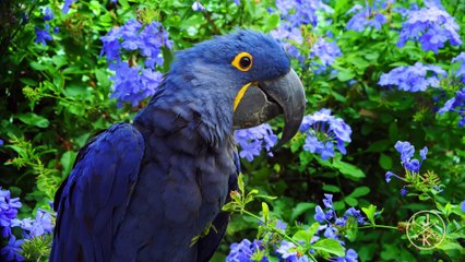 Hawaii in 8K HDR | 60FPS | DB MEDIA
