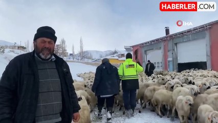 Sivas'ta Mahsur Kalan Çoban ve Koyunlar Belediye Tarafından Kurtarıldı