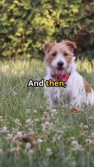 Buy Best Pet Accessories Online