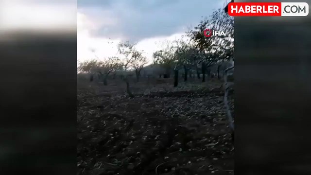 Çiftçi Traktörle Bahçesine Giren Domuzu Kovaladı